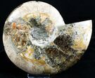 Large Inch Cut & Polished Ammonite (Half) #2983-1
